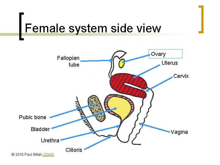 Female system side view Fallopian tube Ovary Uterus Cervix Pubic bone Bladder Vagina Urethra