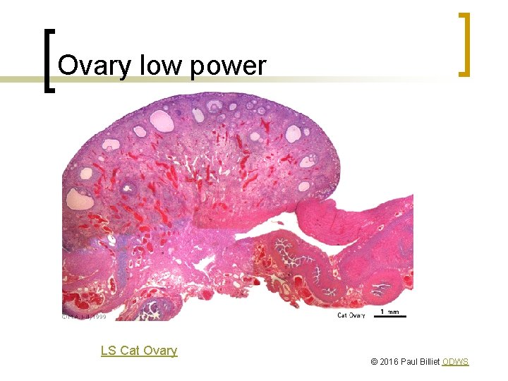 Ovary low power LS Cat Ovary © 2016 Paul Billiet ODWS 