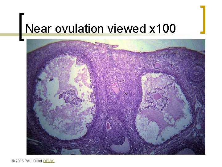 Near ovulation viewed x 100 © 2016 Paul Billiet ODWS 