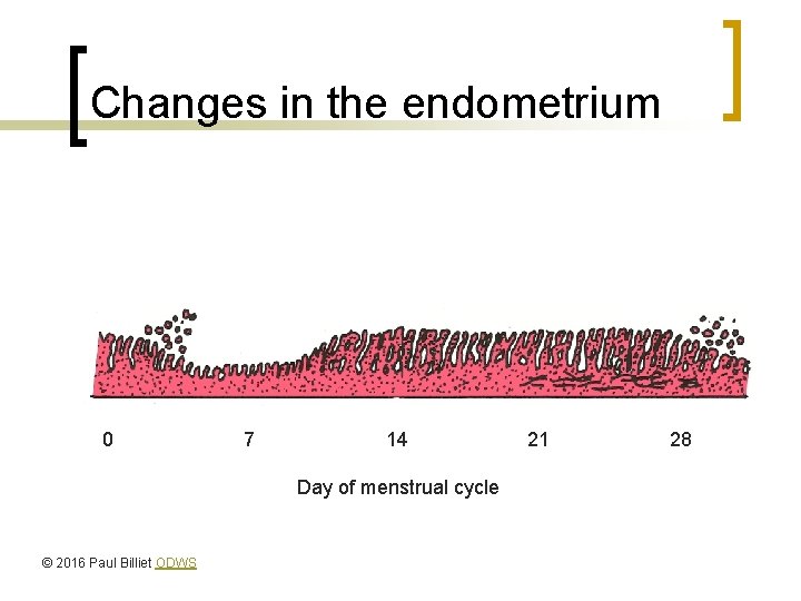 Changes in the endometrium 0 7 14 Day of menstrual cycle © 2016 Paul