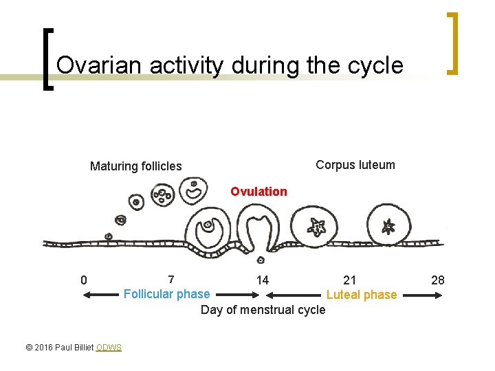 Ovarian activity during the cycle Corpus luteum Maturing follicles Ovulation 0 © 2016 Paul