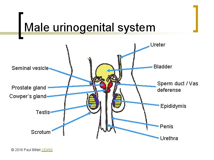 Male urinogenital system Ureter Seminal vesicle Prostate gland Bladder Sperm duct / Vas deferense