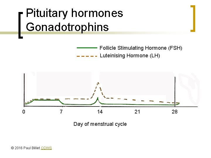 Pituitary hormones Gonadotrophins Follicle Stimulating Hormone (FSH) Luteinising Hormone (LH) 0 7 14 Day