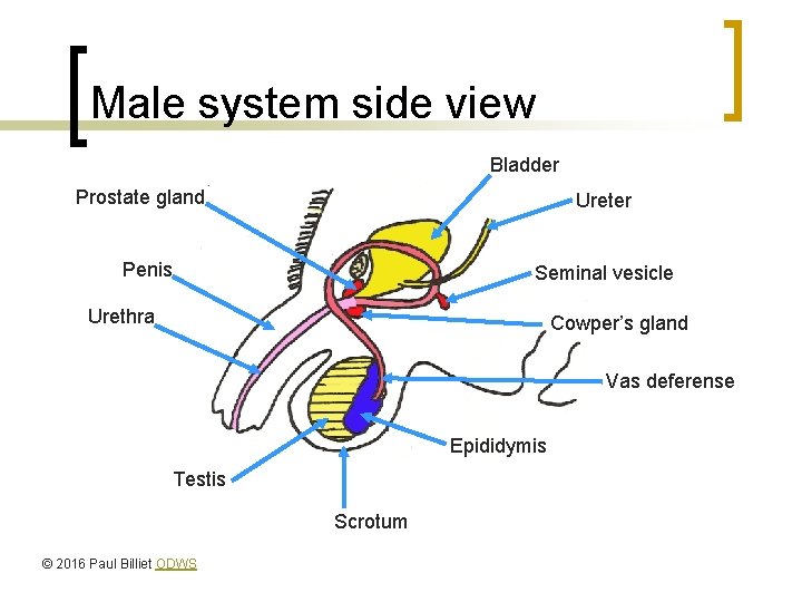 Male system side view Bladder Prostate gland Ureter Penis Seminal vesicle Urethra Cowper’s gland