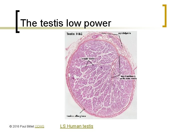 The testis low power © 2016 Paul Billiet ODWS LS Human testis 