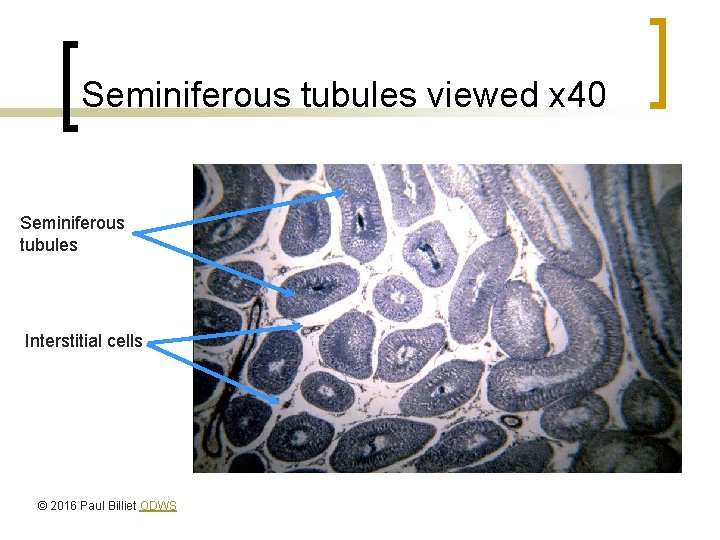 Seminiferous tubules viewed x 40 Seminiferous tubules Interstitial cells © 2016 Paul Billiet ODWS