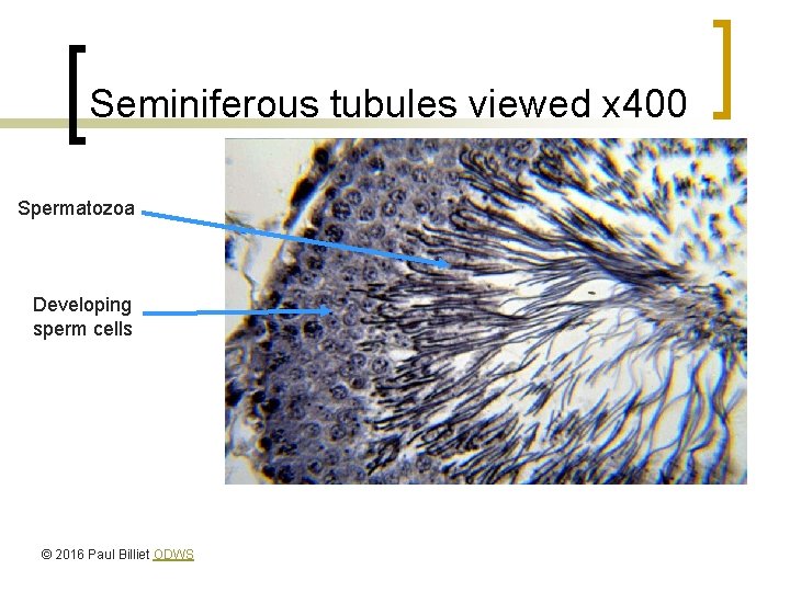 Seminiferous tubules viewed x 400 Spermatozoa Developing sperm cells © 2016 Paul Billiet ODWS