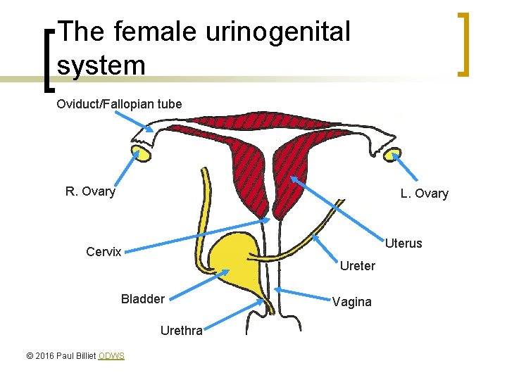 The female urinogenital system Oviduct/Fallopian tube R. Ovary L. Ovary Uterus Cervix Ureter Bladder