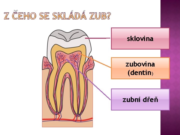 Z ČEHO SE SKLÁDÁ ZUB? sklovina zubovina (dentin) zubní dřeň 