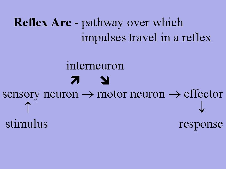 Reflex Arc - pathway over which impulses travel in a reflex interneuron sensory neuron