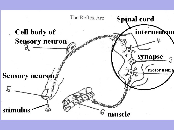 Spinal cord interneuron Cell body of Sensory neuron synapse motor neuro Sensory neuron stimulus