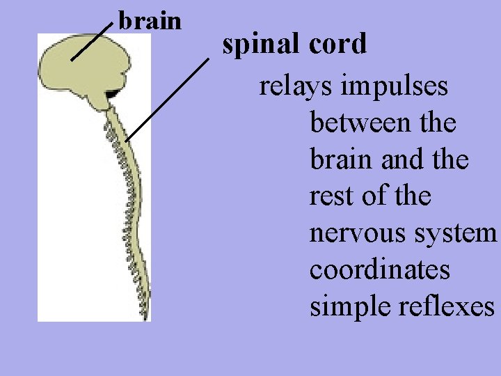 brain spinal cord relays impulses between the brain and the rest of the nervous