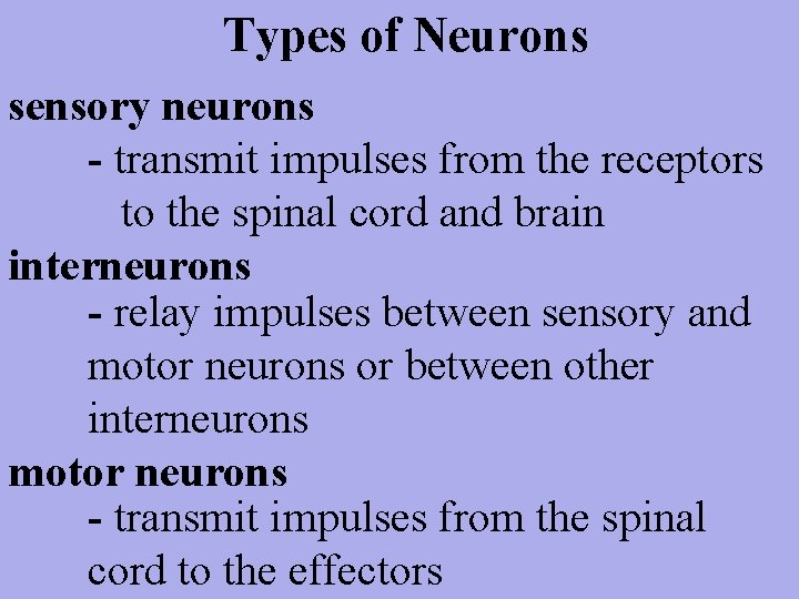 Types of Neurons sensory neurons - transmit impulses from the receptors to the spinal