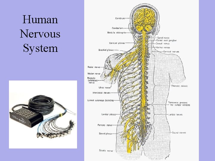 Human Nervous System 