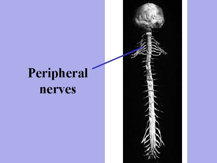 Peripheral nerves 