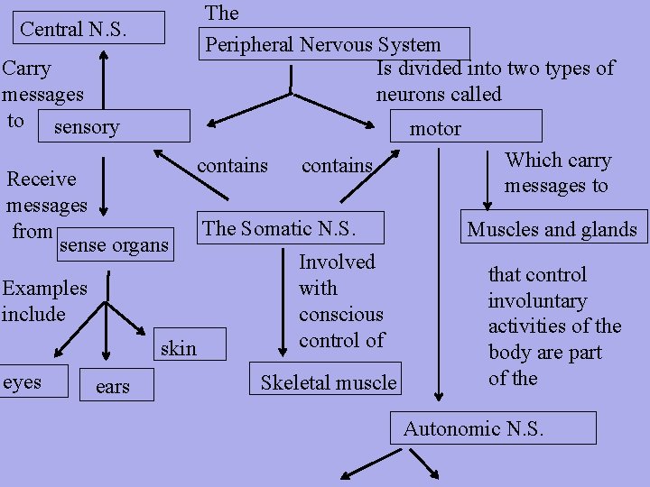The Peripheral Nervous System Is divided into two types of neurons called Central N.