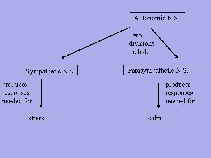 Autonomic N. S. Two divisions include Sympathetic N. S. Parasympathetic N. S. produces responses