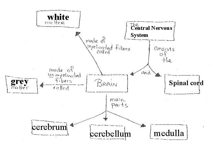 white Central Nervous System grey Spinal cord cerebrum cerebellum medulla 