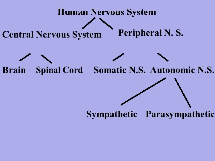 Human Nervous System 