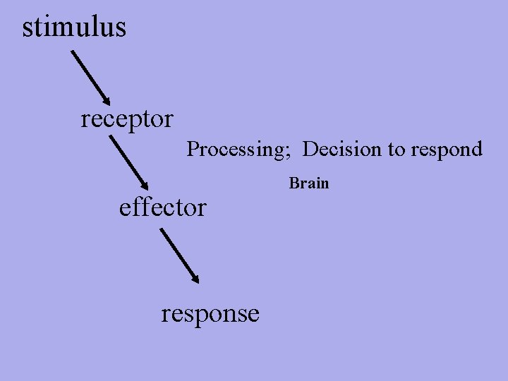 stimulus receptor Processing; Decision to respond effector response Brain 