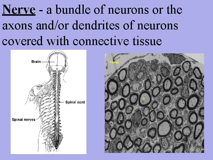 Nerve - a bundle of neurons or the axons and/or dendrites of neurons covered