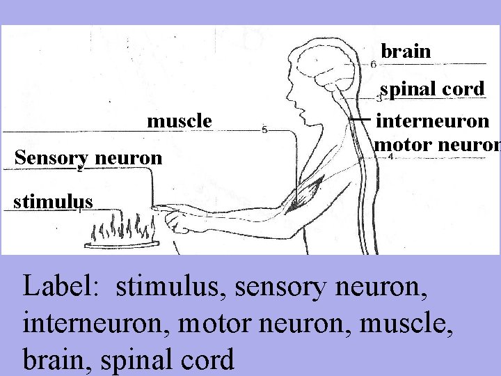 brain muscle Sensory neuron spinal cord interneuron motor neuron stimulus Label: stimulus, sensory neuron,