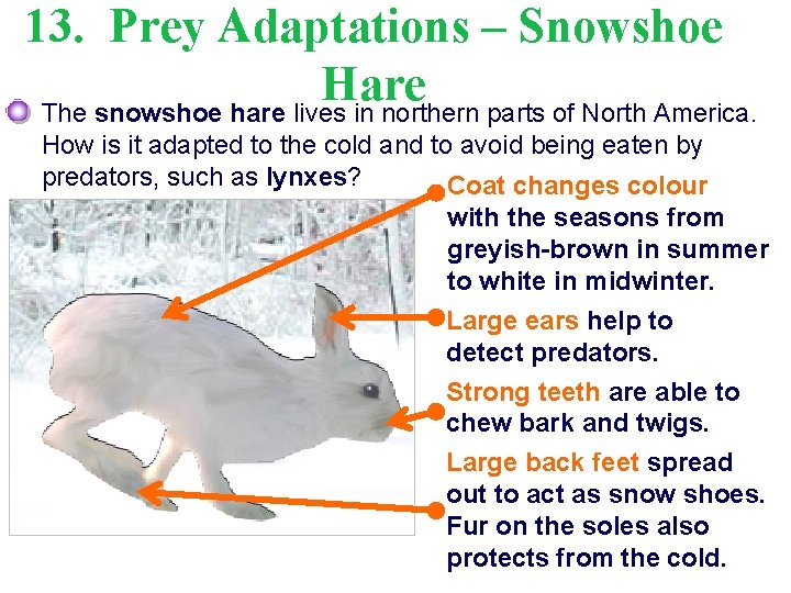 13. Prey Adaptations – Snowshoe Hare The snowshoe hare lives in northern parts of