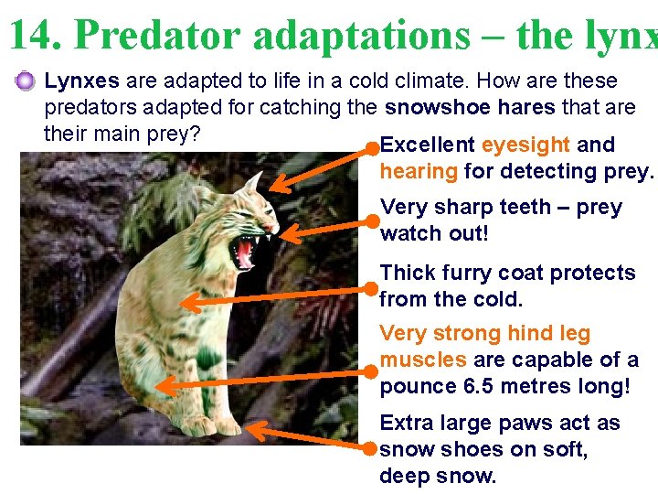 14. Predator adaptations – the lynx Lynxes are adapted to life in a cold
