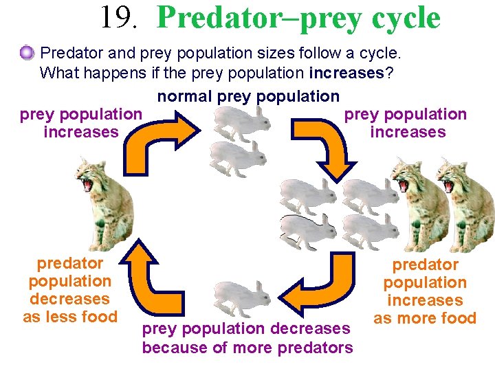 19. Predator–prey cycle Predator and prey population sizes follow a cycle. What happens if