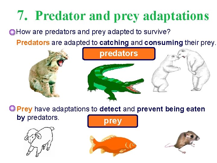 7. Predator and prey adaptations How are predators and prey adapted to survive? Predators