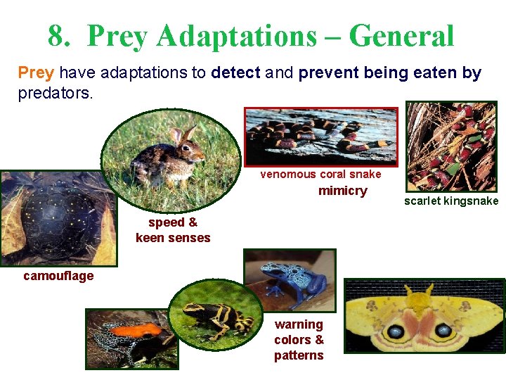 8. Prey Adaptations – General Prey have adaptations to detect and prevent being eaten
