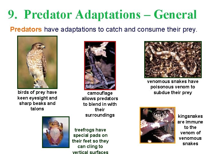 9. Predator Adaptations – General Predators have adaptations to catch and consume their prey.