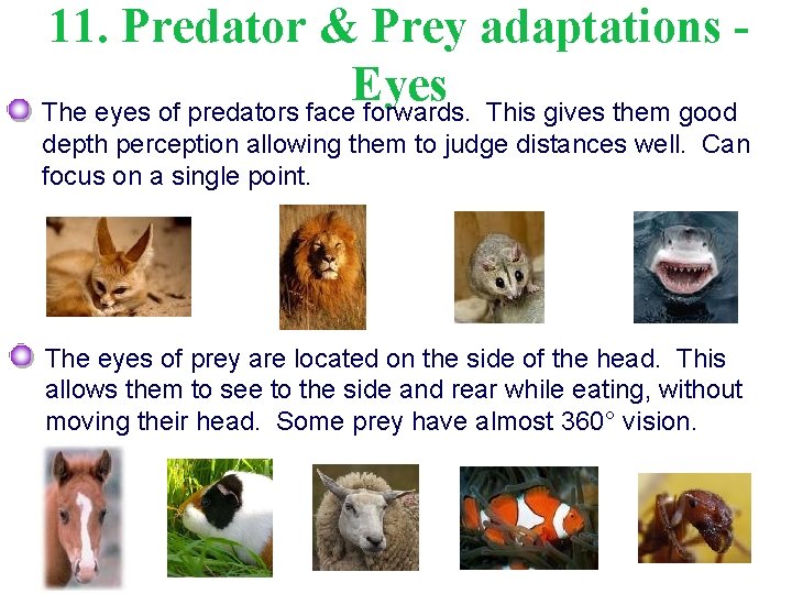 11. Predator & Prey adaptations Eyes The eyes of predators face forwards. This gives