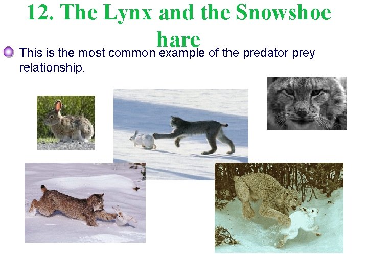 12. The Lynx and the Snowshoe hare This is the most common example of