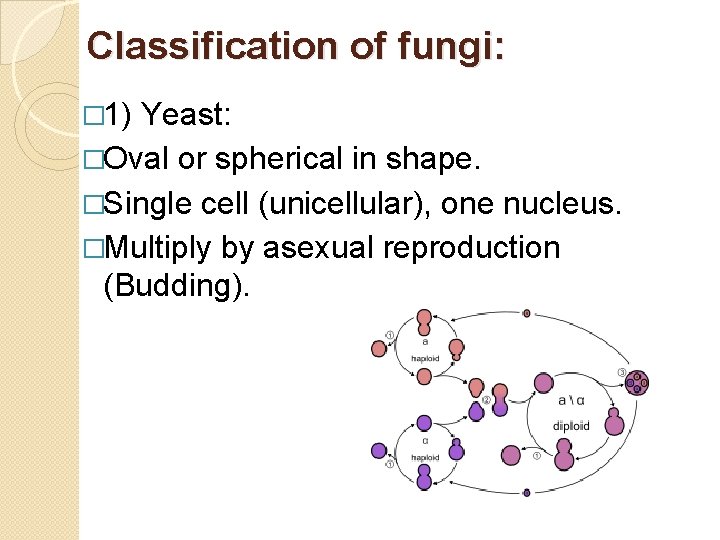 Classification of fungi: � 1) Yeast: �Oval or spherical in shape. �Single cell (unicellular),