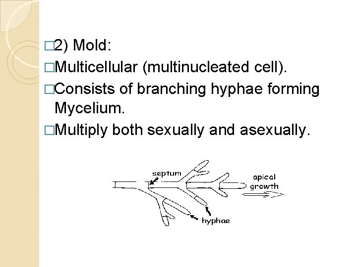 � 2) Mold: �Multicellular (multinucleated cell). �Consists of branching hyphae forming Mycelium. �Multiply both