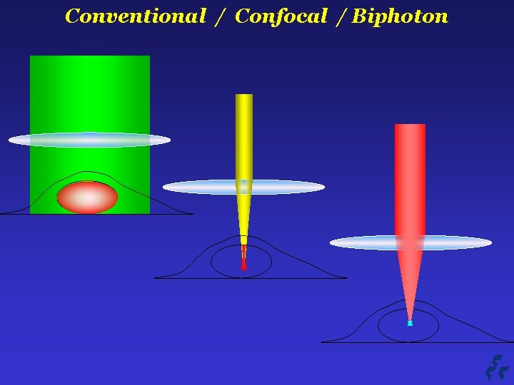 Conventional / Confocal / Biphoton 