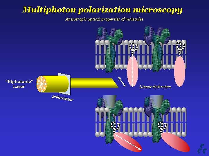 Multiphoton polarization microscopy Anisotropic optical properties of molecules “Biphotonic” Laser Linear dichroism polar izato