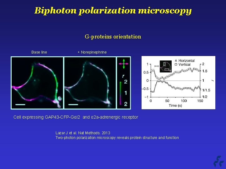 Biphoton polarization microscopy G-proteins orientation Base line + Norepinephrine Cell expressing GAP 43 -CFP-Gαi