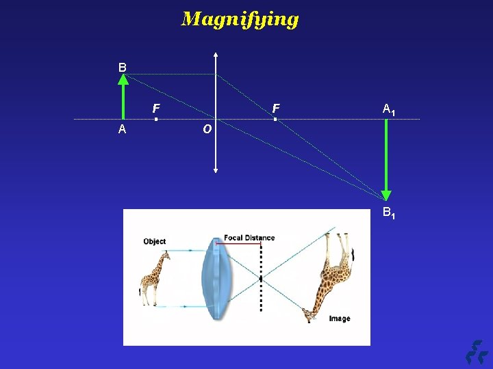 Magnifying B F A 1 O B 1 