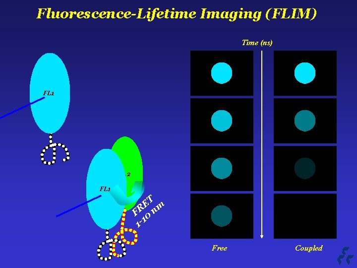 Fluorescence-Lifetime Imaging (FLIM) Time (ns) FL 1 F FL 2 FL 1 ET m