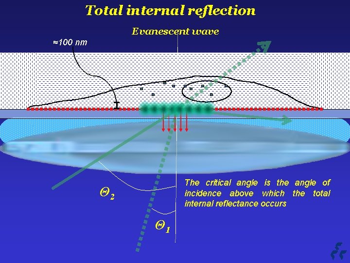 Total internal reflection Evanescent wave ≈100 nm The critical angle is the angle of
