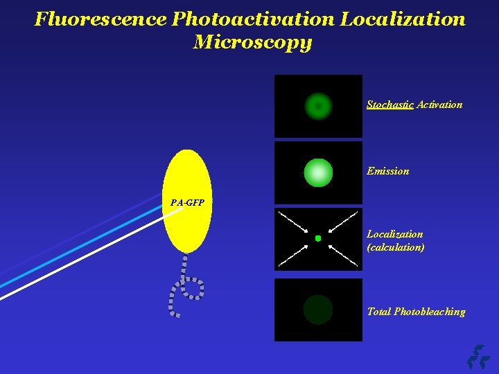 Fluorescence Photoactivation Localization Microscopy Stochastic Activation Emission PA-GFP Localization (calculation) Total Photobleaching 