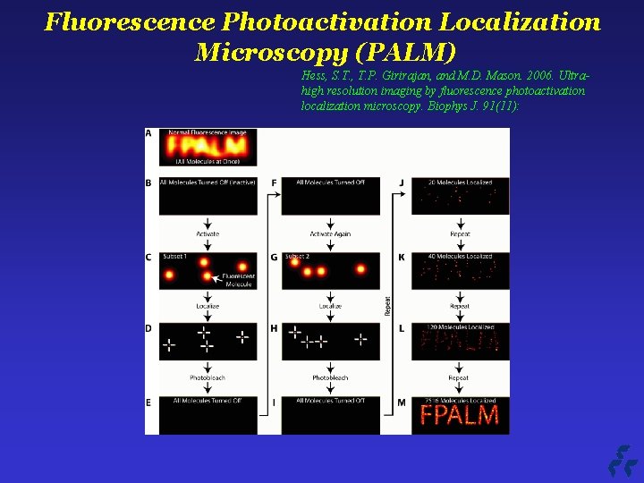 Fluorescence Photoactivation Localization Microscopy (PALM) Hess, S. T. , T. P. Girirajan, and M.