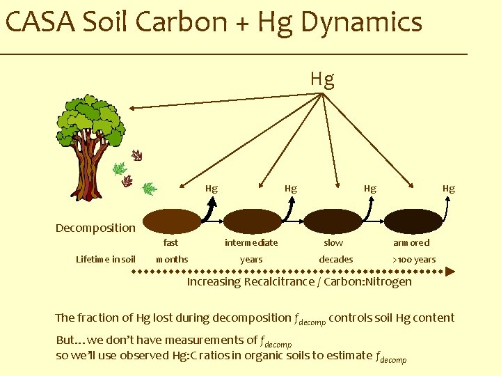 CASA Soil Carbon + Hg Dynamics Hg Hg Hg Decomposition Lifetime in soil fast