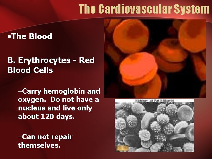 The Cardiovascular System • The Blood B. Erythrocytes - Red Blood Cells –Carry hemoglobin The Cardiovascular System • The Blood B. Erythrocytes - Red Blood Cells –Carry hemoglobin