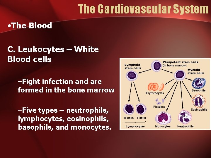 The Cardiovascular System • The Blood C. Leukocytes – White Blood cells –Fight infection The Cardiovascular System • The Blood C. Leukocytes – White Blood cells –Fight infection
