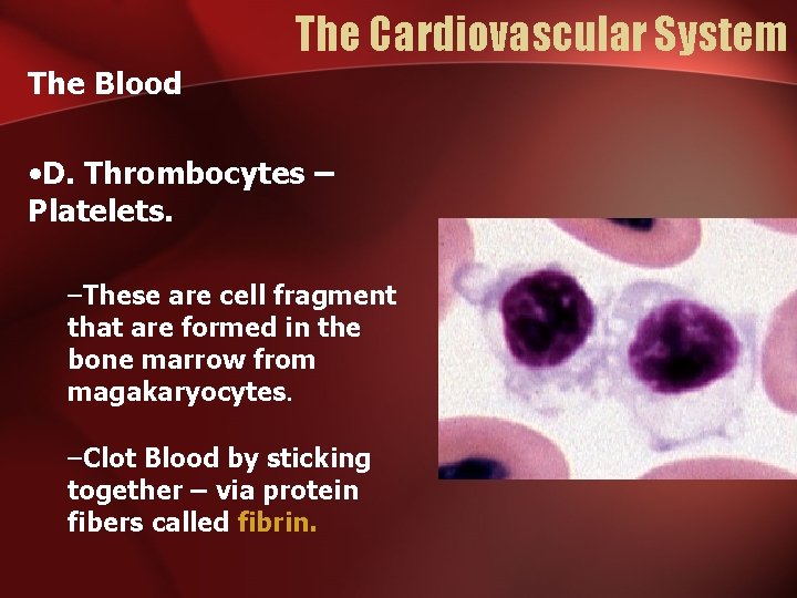 The Cardiovascular System The Blood • D. Thrombocytes – Platelets. –These are cell fragment The Cardiovascular System The Blood • D. Thrombocytes – Platelets. –These are cell fragment
