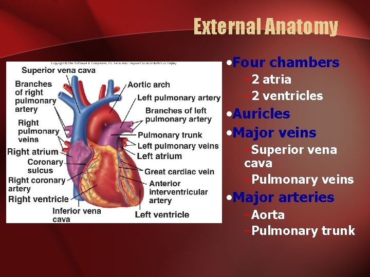 External Anatomy • Four chambers – 2 atria – 2 ventricles • Auricles • External Anatomy • Four chambers – 2 atria – 2 ventricles • Auricles •