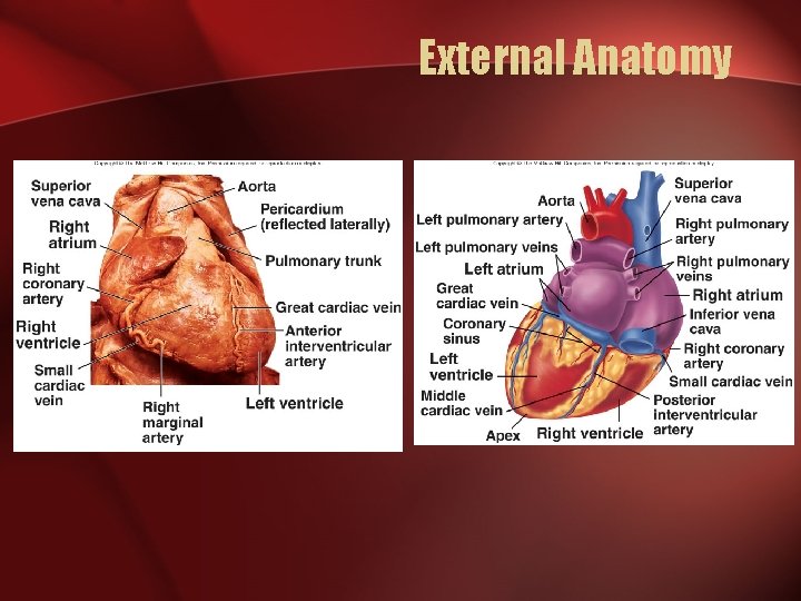 External Anatomy  External Anatomy